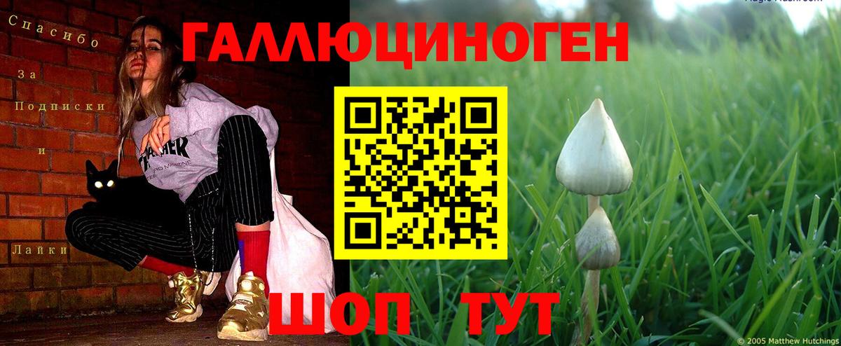 Галлюциногенные грибы Psilocybe Фролово